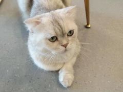 -飞行喵MR PILOT|猫舍·猫咖(静安大融城店)