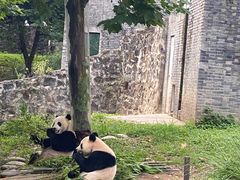 -都江堰中华大熊猫苑