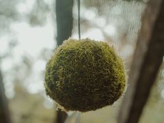 -深圳仙湖植物园