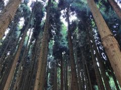 -武陵山森林公园