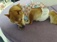 -怪兽屋·羊驼·猫咖·狗咖(俊华广场店)