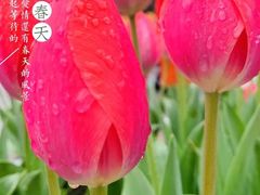 -南山植物园