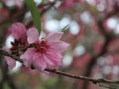 -丰台花园