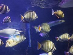 -太平洋海底世界