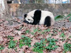 -都江堰中华大熊猫苑