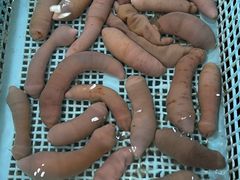 -小铜锣湾海鲜家常菜馆(河西店)