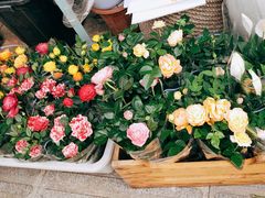 -循礼门鲜花花市(武汉循礼门店)