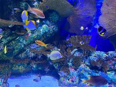 -上海海洋水族馆