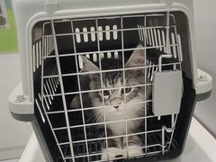 -艾吉宠物医院·疑难杂症转诊中心·猫友好(碧江路院)