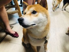 -柴犬高等学院·狗咖·柴犬售卖·宠物训练