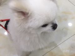 -心语宠物医院·急重症转诊中心·瑞辰华诺(南青路店)