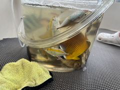 -小猫钓鱼海钓俱乐部(椰梦长廊店)