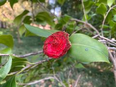 -陆家嘴中心绿地