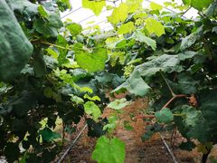 -马陆小张葡萄园农家乐