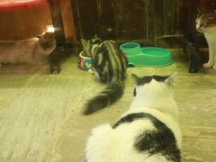 -猫咪博物馆(顶澳仔猫街店)