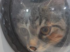 -纳吉亚猫专科动物医院·北北分院