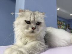 -喵的天空名猫咖啡馆·撸猫·猫舍·用品