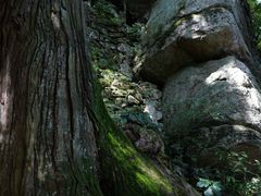 -天目山大树王景区