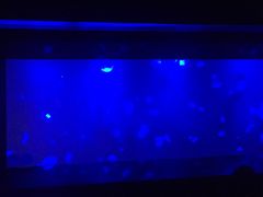 -暹罗海洋世界