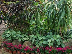 -海南热带野生动植物园