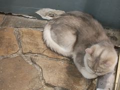 -Honey Bacca 哈尼芭卡高端萌宠(朝阳大悦城店)