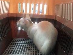 -申普宠物医院·心脏介入·心血管微创(总院)