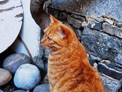 -喵屿·大理花园猫咖