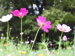 -上海共青森林公园