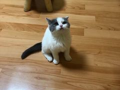 -Meowの猫咖(万家丽店)