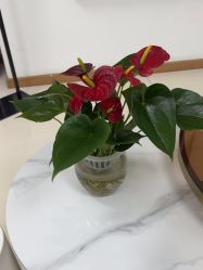 -薇兰专业脱毛连锁机构