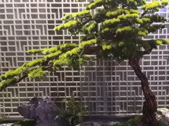 -阿五黄河大鲤鱼(纬三路店)