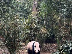 景点-成都大熊猫繁育研究基地