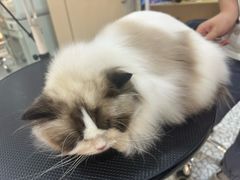 -momokira米努特·德文卷毛猫·棉花面纱犬