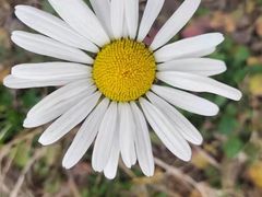 -春花秋色城市公园