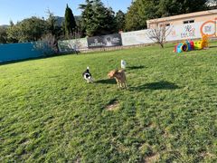 -趣玩宠物乐园寄养训犬训狗游泳池