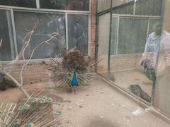 -青岛森林野生动物世界