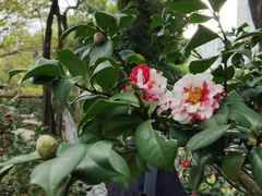 -深圳国际园林花卉博览园