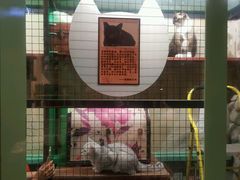 -猫咪博物馆(顶澳仔猫街店)