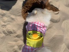 -青岛第三海水浴场