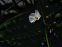 -都氏家DUSJOY(翡翠城店)