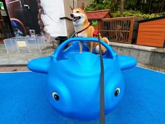 -上海崇明金茂凯悦酒店