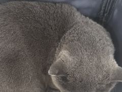 -瑞鹏宠物医院·夜间急症·心超·猫科(祖庙分店)