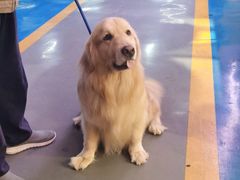 -FAELING PETS美天灵宠物(富力广场店)