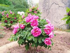 -莲花池公园