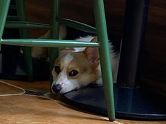 -柯斗斗主题餐厅·狗咖·围炉煮茶·茶饮(国瑞升平里店)