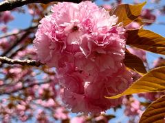 -高东镇樱花园