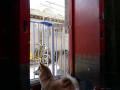 -百好乐宠物友好餐厅(朝外大街店)