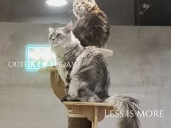 -十年猫舍·猫咪专门店(普陀店)