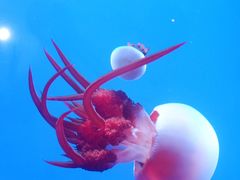 -成都浩海立方海洋公园