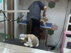 -瑞鹏宠物医院·普外科·影像科·皮肤科(城市山谷分院)